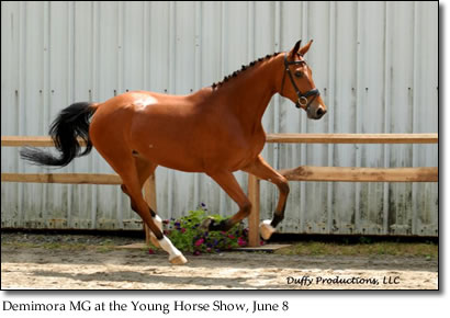 Demimora MG at the Young Horse Show, June 8