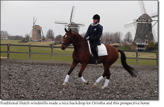 Traditional Dutch windmills made a nice backdrop for Orintha and this prospective horse